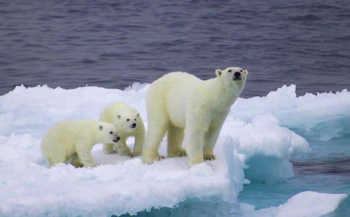 barents sea water salinity