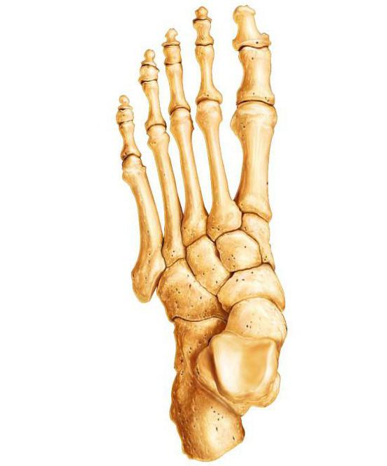 Types of bones: shape, size, nature of joints