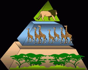 food trophic chains 