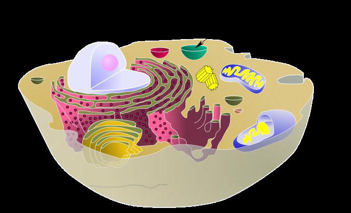 Vacuol is ... The functions of the cell vacuole