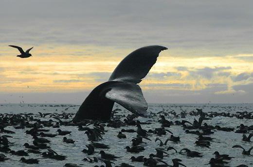 Bristol Bay in North America