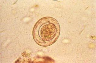 Life cycle of bovine tapeworm. The structure of a bull chain