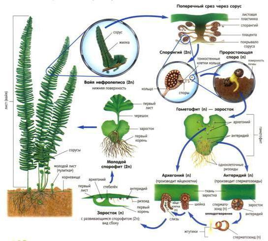 features of life cycles of plants