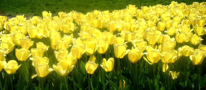 yellow tulips