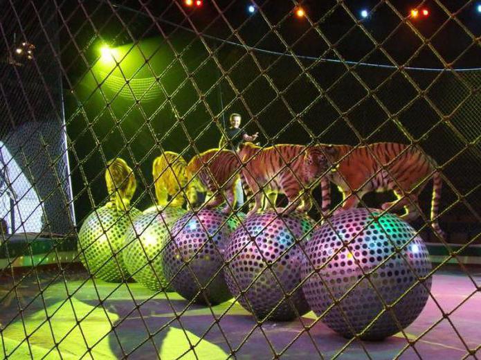 Circus of Nizhny Novgorod: one of the sights of the city