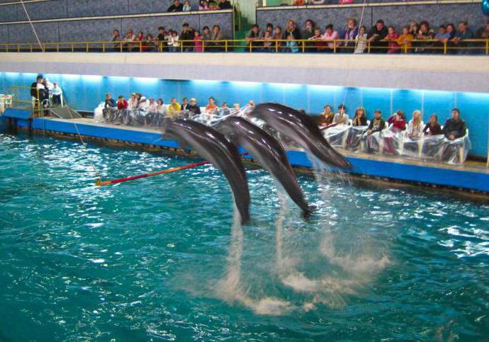 dolphinarium on Semenovskaya