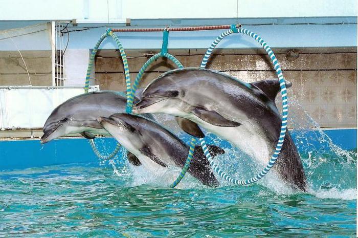 Evpatoria Dolphinarium: program of presentations, photos and reviews