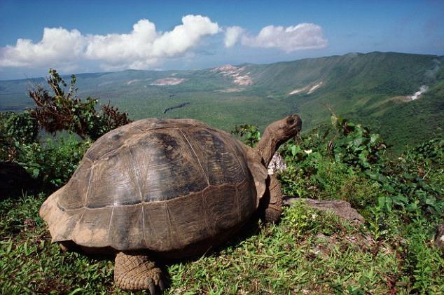 The Galapagos funnel. Dangerous landmark of the archipelago