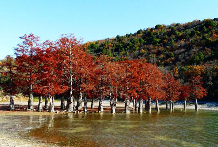 anapa succo cypress lake