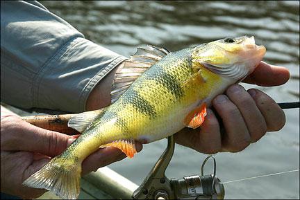 river oredge fishing