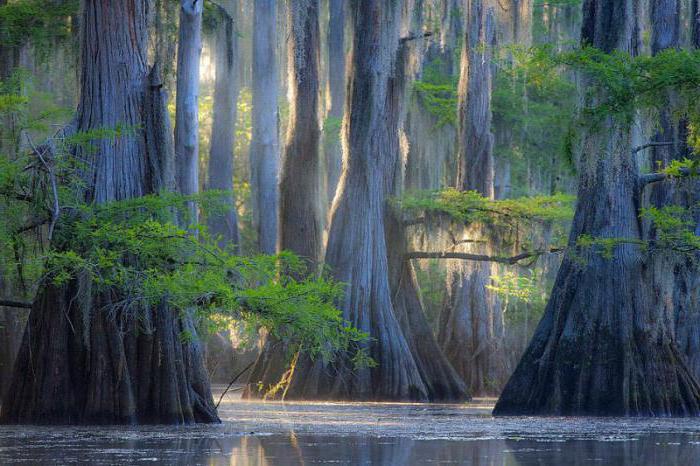 Sukko Lake (Anapa) - cypress trees in the Krasnodar Territory