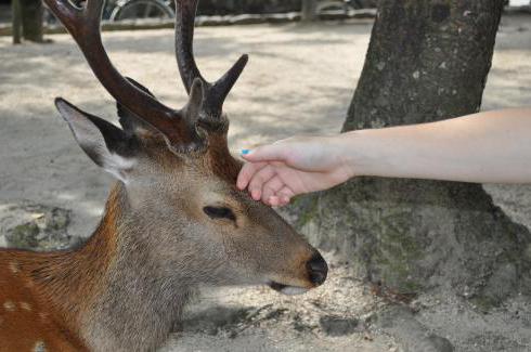 Park Safari (Shkotovo, Primorsky Krai): visitor reviews