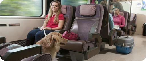 Going on vacation: rules for transporting animals on the train