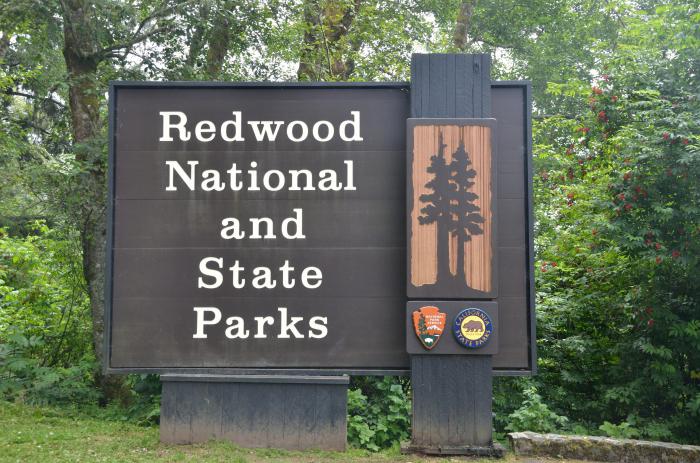 national park redwood photo