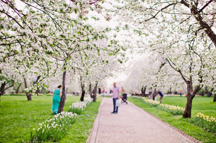 Apple-tree gardens in Kolomenskoye (photo)