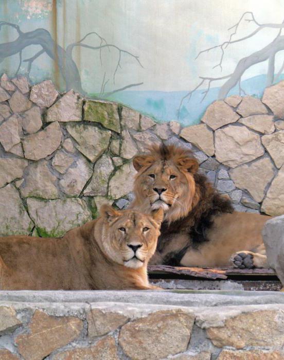 Zoo in Yekaterinburg is an interesting place to visit with children