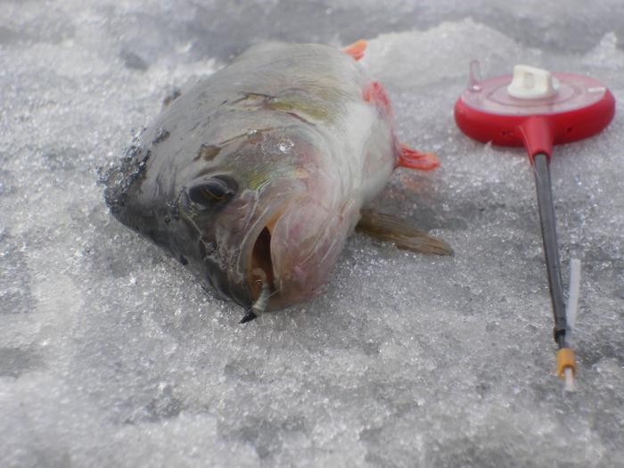 Catching perch in March from ice