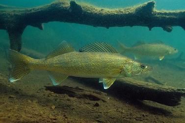 catching pike perch in September 