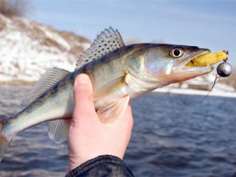 catching of pike perch in October 