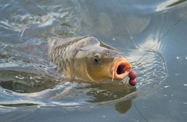 We carry out installation of carp gear according to the conditions of catching