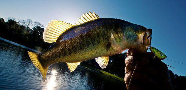 fishing in the Moscow region 