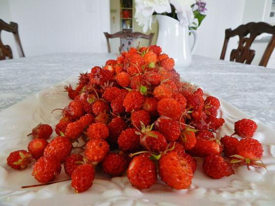 than useful strawberry forest