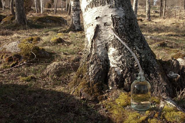 Birch juice: composition, preparation, application