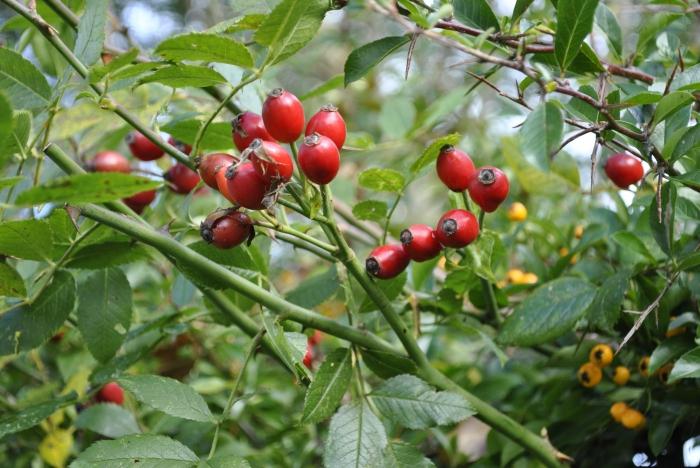 Healing Briar: useful properties and contraindications