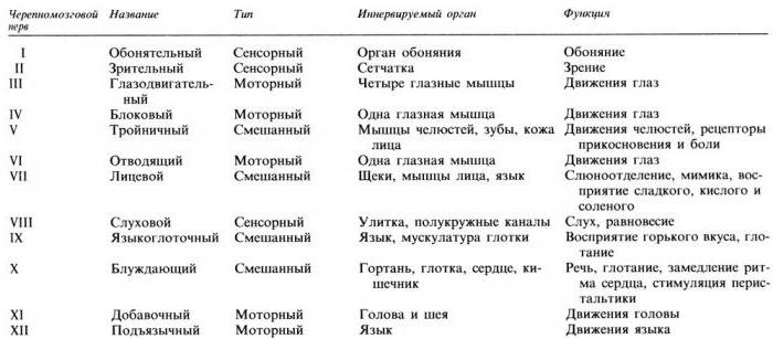 Cranial nerves, 12 pairs: anatomy, table, functions