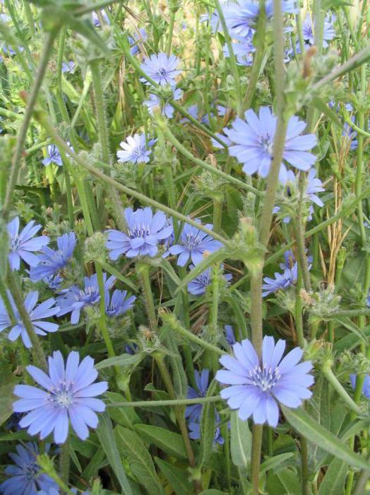 than useful chicory flowers