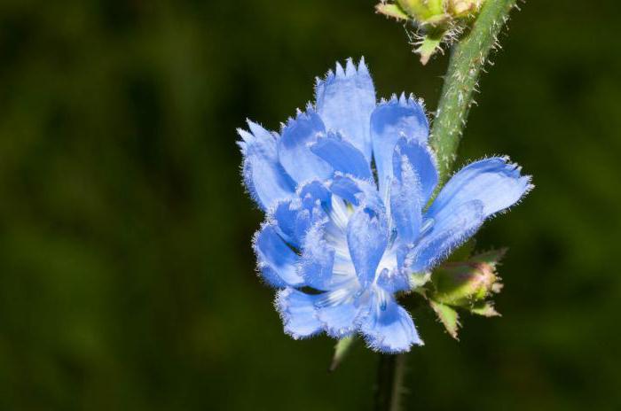 chicory flowers in folk medicine