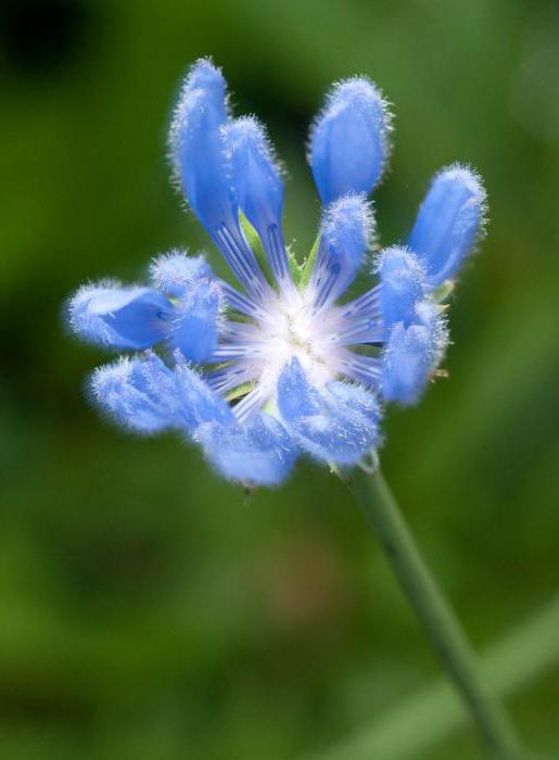 how many drops to drink tincture of chicory flowers