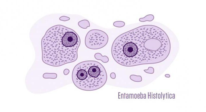 Возбудитель амебиаза. Дизентерийная амеба возбудитель. Амеба дизентерийная возбудитель амебиаза. Дизентерийная амеба эпидемиология. Возбудитель - Entamoeba histolytica.