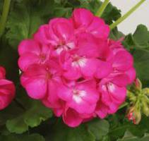 Home geranium: medicinal properties