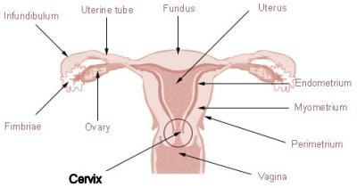 endocervical cells