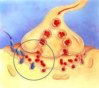 cholinesterase inhibitors classification