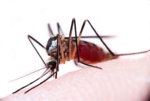 How to relieve mosquito bites in children?