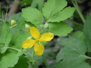 Cysts of the liver treatment by medicinal methods and folk