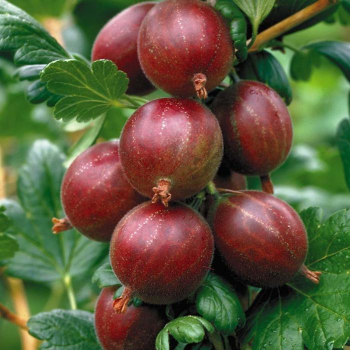 useful properties of gooseberry