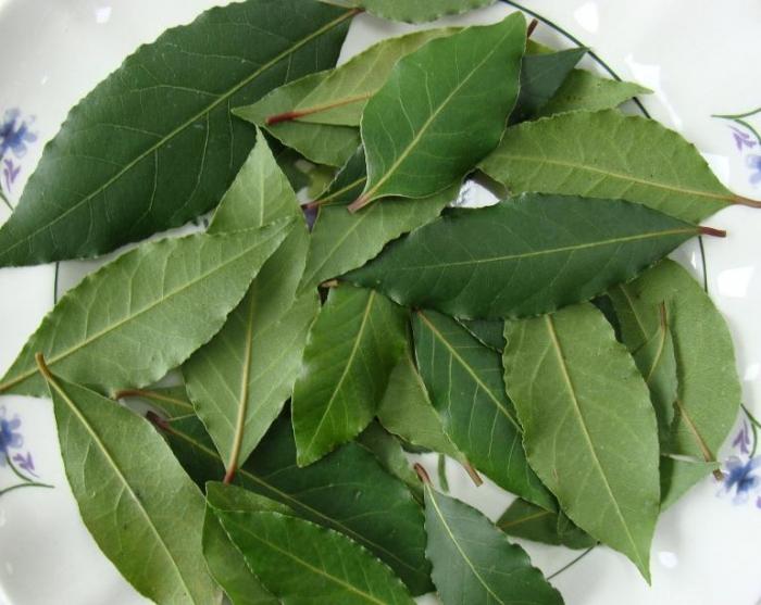 Bay leaf. Benefit and harm of plant product