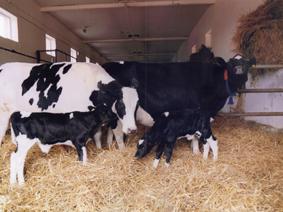 Leukemia in cows: symptoms, diagnosis, prevention