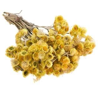 Medicinal herb immortelle: medicinal properties and contraindications