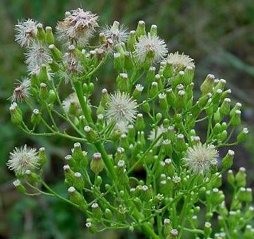 Small-petalled Canadian. Application in folk medicine