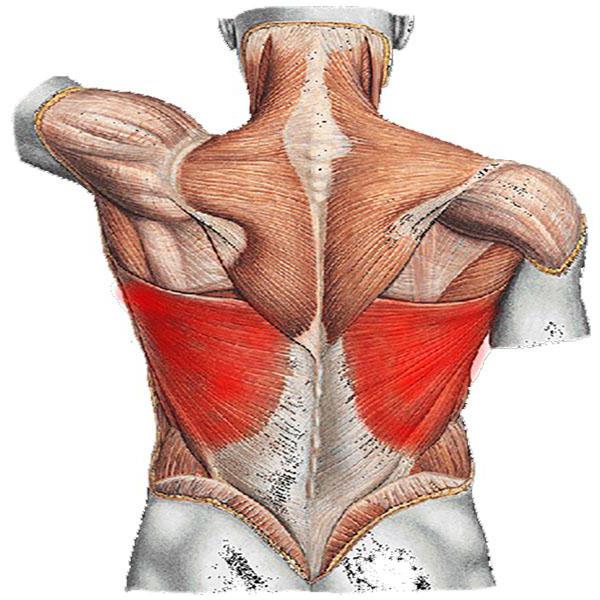 Latissimus Dorsi muscle