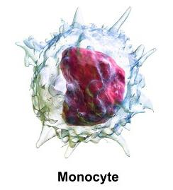 Monocytes are elevated - an alarm signal