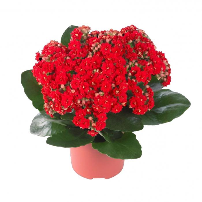 Traditional medicine: Kalanchoe from the cold