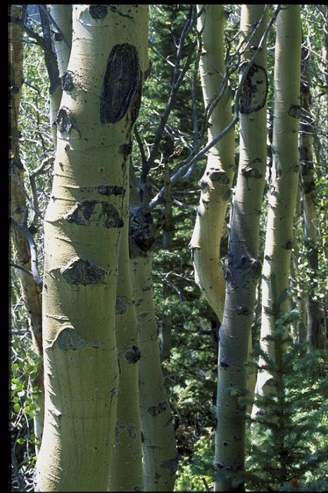 Aspen. The healing properties of a unique tree