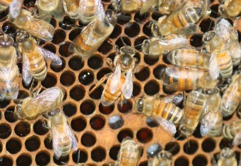 Royal royal jelly: application and properties