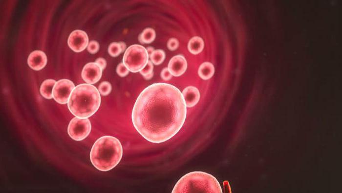 increased content of leukocytes and erythrocytes in the urine