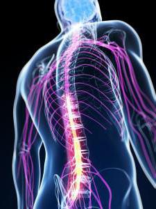 The human spinal column: structure. Cervical spine